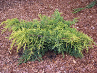Juniperus media (chinensis) Goldkissen