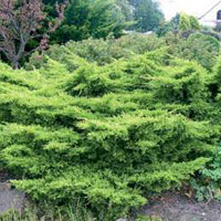 Juniperus media (chinensis) Old Gold