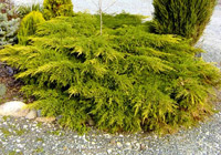 Juniperus media (chinensis) Pfitzeriana Aurea