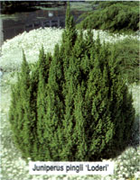 Juniperus pingii Loderi