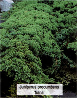 Juniperus procumbens Nana