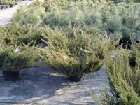 Juniperus sabina Broadmoor