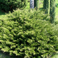 Juniperus sabina Mas