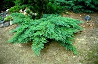 Juniperus sabina Rockery Gem