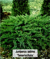 Juniperus sabina Tamariscifolia