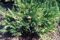 Juniperus sabina Variegata