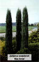 Juniperus scopulorum Blue Arrow