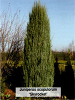 Juniperus scopulorum Skyrocket