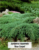 Juniperus squamata Blue Carpet