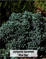 Juniperus squamata Blue Star