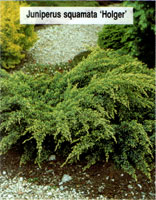 Juniperus squamata Holger