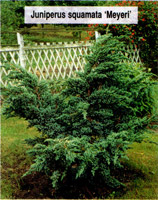 Juniperus squamata Meyeri