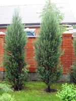 Juniperus virginiana Skyrocket