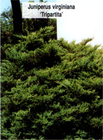 Juniperus virginiana Tripartita