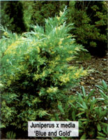 Juniperus media (chinensis) Blue and Gold