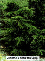 Juniperus media (chinensis) Mint Julep