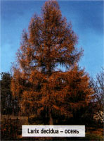 Larix decidua