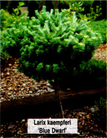 Larix kaempferi (leptolepis) Blue Dwarf