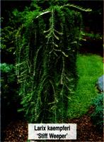 Larix kaempferi (leptolepis) Stiff Weeper