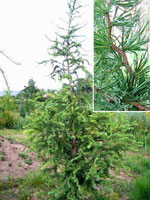 Larix kaempferi (leptolepis) Diana