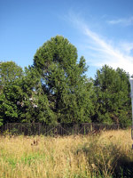 Larix sibirica