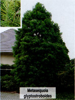 Metasequoia glyptostroboides