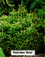 Picea abies Barryi