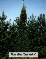 Picea abies Cupressina