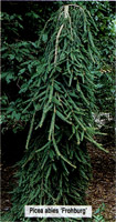 Picea abies Frohburg