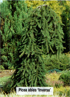 Picea abies Inversa