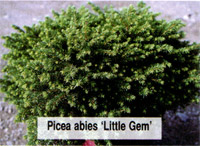 Picea abies Little Gem