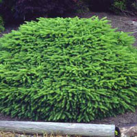 Picea abies Nidiformis