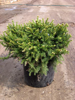 Picea abies Tabuliformis