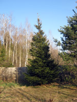 Picea abies