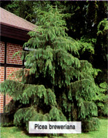 Picea breweriana