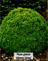 Picea glauca Alberta Globe
