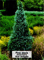 Picea glauca Arnes son