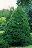 Picea glauca Conica