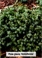 Picea glauca Echiniformis