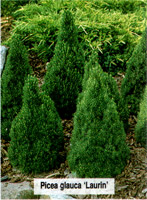 Picea glauca laurin