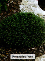 Picea mariana Nana