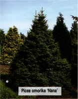 Picea omorika Nana