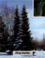 Picea omorika