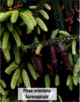 Picea orientalis Aureospicata