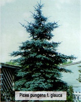 Picea pungens f. glauca