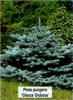 Picea pungens Glauca Globosa