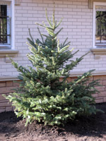 Picea pungens glauca