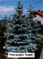 Picea pungens Hoopsii