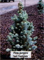 Picea pungens Iseli Fastigiata