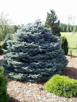 Picea pungens Montgomery